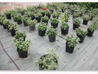 Нужно ли подкармливать автоцветущую коноплю?