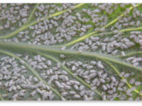 Вредители конопли: Белокрылка