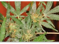 Белый налет на листьях и шишках - что это?