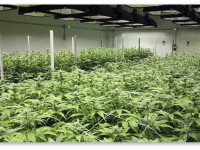 Чем беспочвенные смеси лучше почвы?