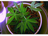 Когда мало места: Большой урожай в маленьком боксе