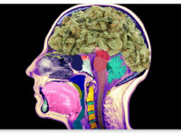 Нет, от марихуаны не гниют мозги