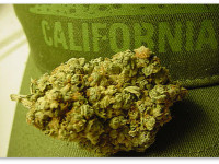 Сколько травы выращивается в Калифорнии ежегодно? И какова ее стоимость? Сколько травы выращивается в Калифорнии ежегодно? И какова ее стоимость?