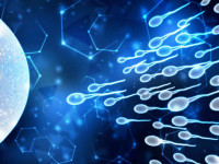 Правда ли, что курение травы снижает количество сперматозоидов?