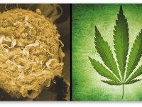 Исследователи рака готовы приступить к испытаниям конопли на людях