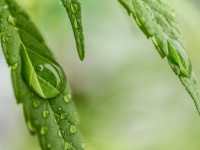 Учимся определять дефициты: Мобильные и немобильные вещества