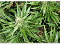 Декриминализация марихуаны окончательно утверждена Парламентом Ямайки и другие заголовки