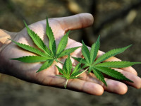 В мире насчитали 183 млн травокуров!