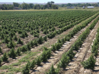 Колорадо: Поля медицинской марихуаны теперь измеряются гектарами