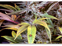 Как различать шишки сативы и индики по запаху и внешнему виду