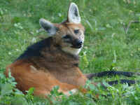 Поговорим о прекрасном: Моча какого животного пахнет, как каннабис?