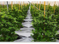 ДНАТ против LED: Эффективность, цена и энергопотребление