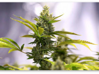 США: Первая в мире церковь конопли