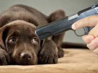 Детройт заплатит гроверам $225,000 за 3 собак, убитых во время обыска