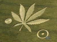 Пять стран , наиболее близких к отмене запрета на коноплю