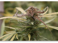 Цветочная гниль