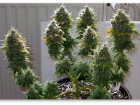 О цветении конопли для тех, кто не видел его ни разу в жизни