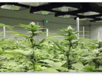 Выращивание марихуаны. Пошаговая инструкция. Шаг 4 - Цветение, сбор урожая и сушка