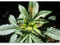 Определяем проблему конопли по симптому: Дефицит бора