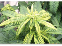 Определяем проблему конопли по симптому: Дефицит цинка