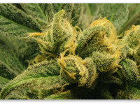 Домашняя конопля для тех, кто очень занят (Инструкция по обустройству и выращиванию)