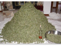 Выращивание конопли и урожайность: Как ее повысить?