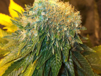 Фотогалерея: Листья-мутанты и растишки-зомби