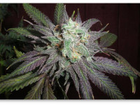 Фиолетовый цвет конопли: Как он появляется?