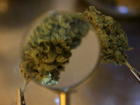 Исследование: Марихуана не вредит почкам