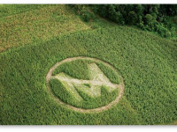 Учёные занимаются расшифровкой генома конопли, чтобы спасти её от монополизации