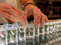 Германия легализовала медицинскую марихуану