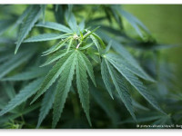 В ФРГ планируется разрешить медицинскую коноплю уже в 2016 году