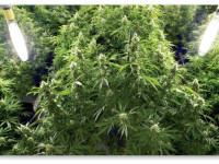 Основы гидропоники для начинающих