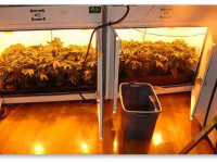 Готовый гроубокс или палатка для начинающего гровера