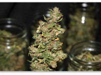 Готовые гроубоксы от компании BC Northern Lights