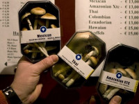 Псилоцибин и конопля — самые безопасные психоактивные вещества