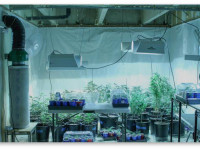 Как мне избавиться от запаха конопли? Помогите!