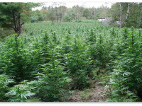 Заканчивается уборка урожая марихуаны в Колорадо