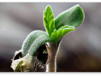 Грузинские либертарии посадили семена конопли в присутствии телекамер