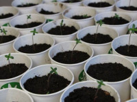 Срочная новость: Обыск в офисе, где грузинская партия “Гирчи” посадила коноплю Срочная новость: Обыск в офисе, где грузинская партия “Гирчи” посадила коноплю