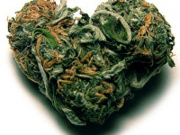 Каннабис для сексуальной практики