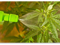 Подкормка конопли по листу (внекорневая подкормка)