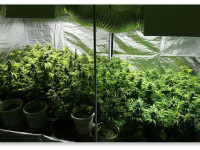 Предельные уровни СО2 в домашней оранжерее