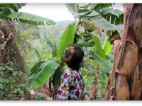 Ямайка планирует сделать марихуану легкодоступной для туристов