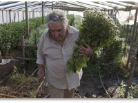 Президент Уругвая подписал во вторник закон о легализации марихуаны