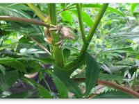 Эксперимент: Новый способ ароматизации конопли