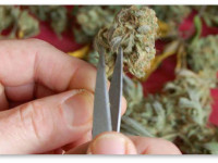 Обработка урожая. Что вам понадобится, чтобы отманикюрить шишки