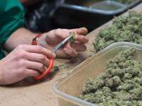 Маникюрим шишки: Насколько коротко надо подрезать сахарные листочки?