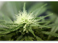 Как определить пол растений