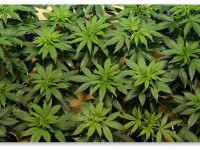 Подкормка конопли по листу